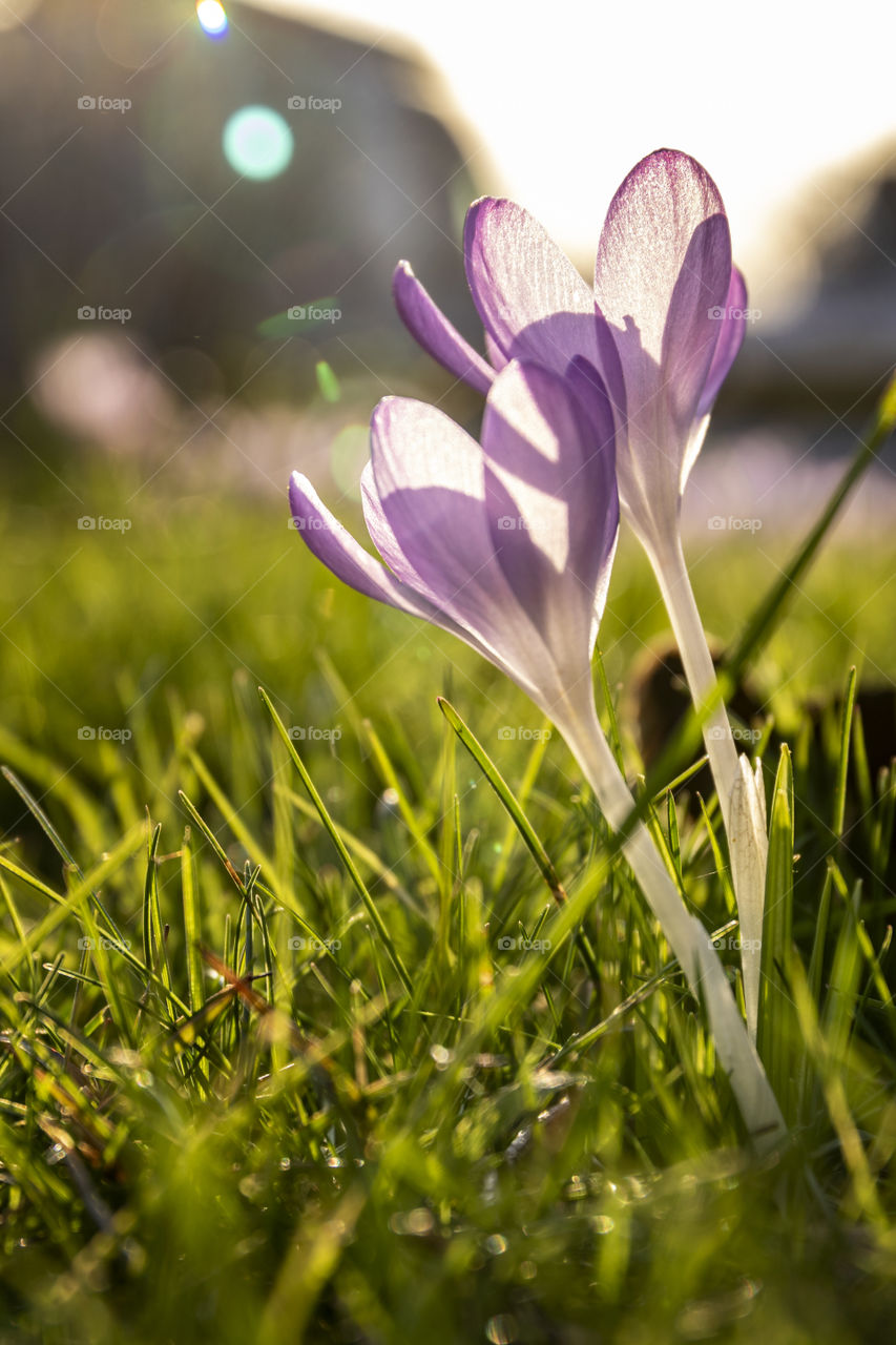 Two crocus flowers surrounded by grass in a lawn with beautiful lighting and bokeh.