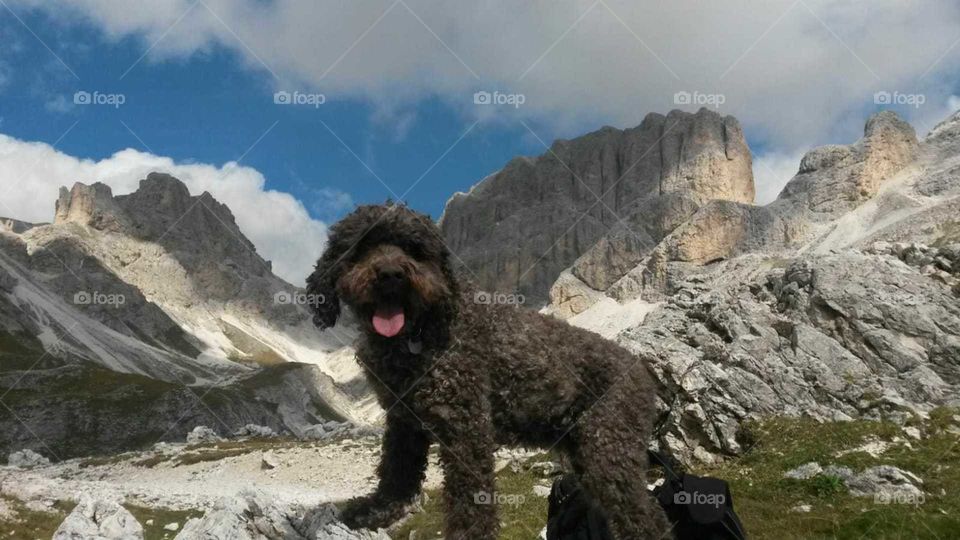 lagotto romagnolo