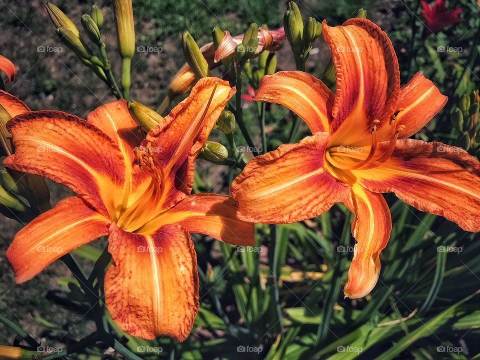 Blooming ditch lilies in my garden 