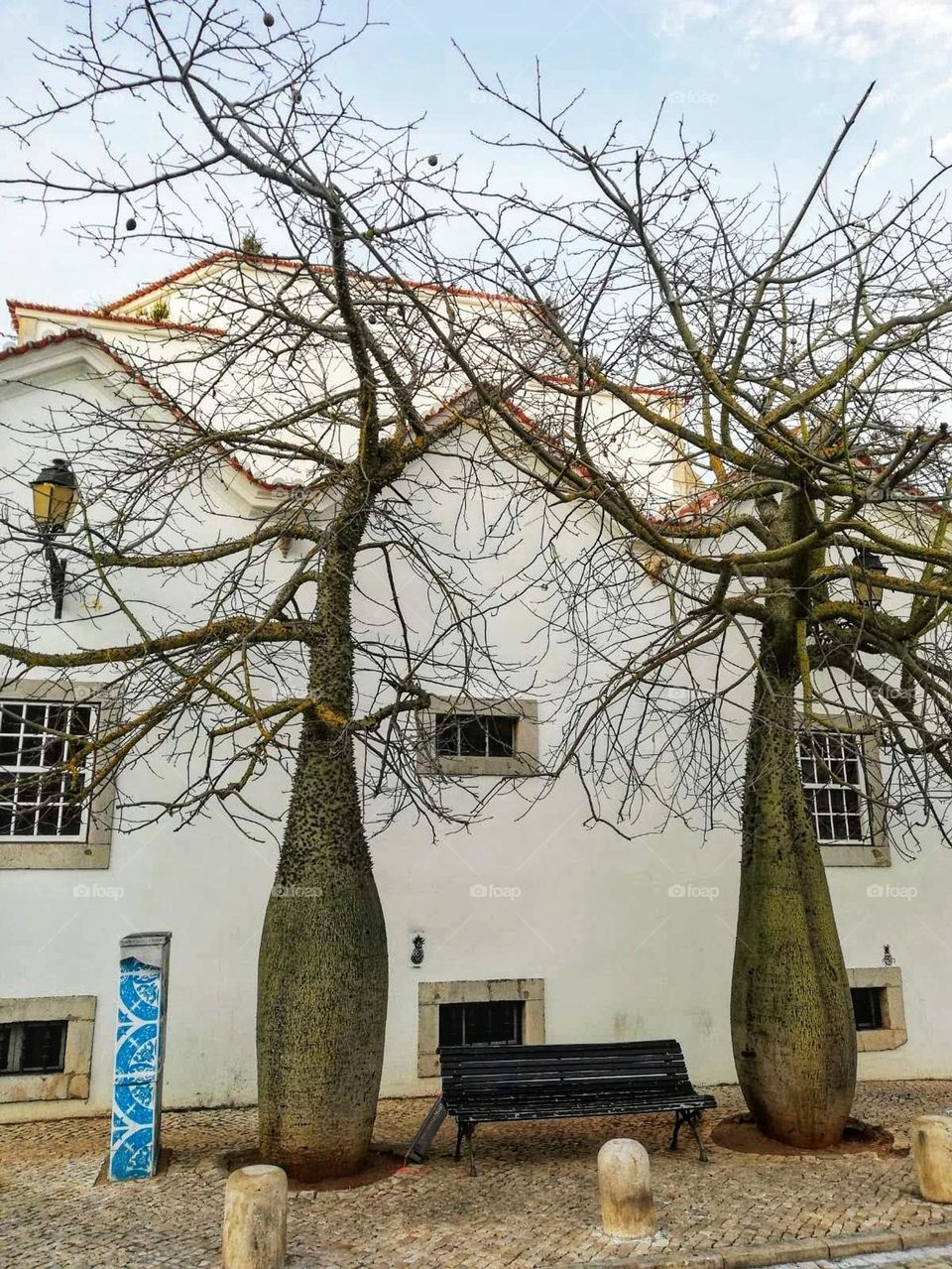 Urban nature: plants