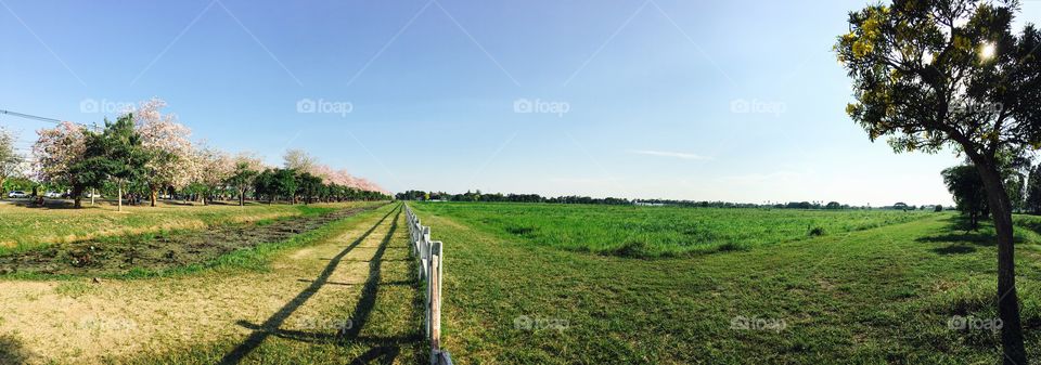 Grass field 