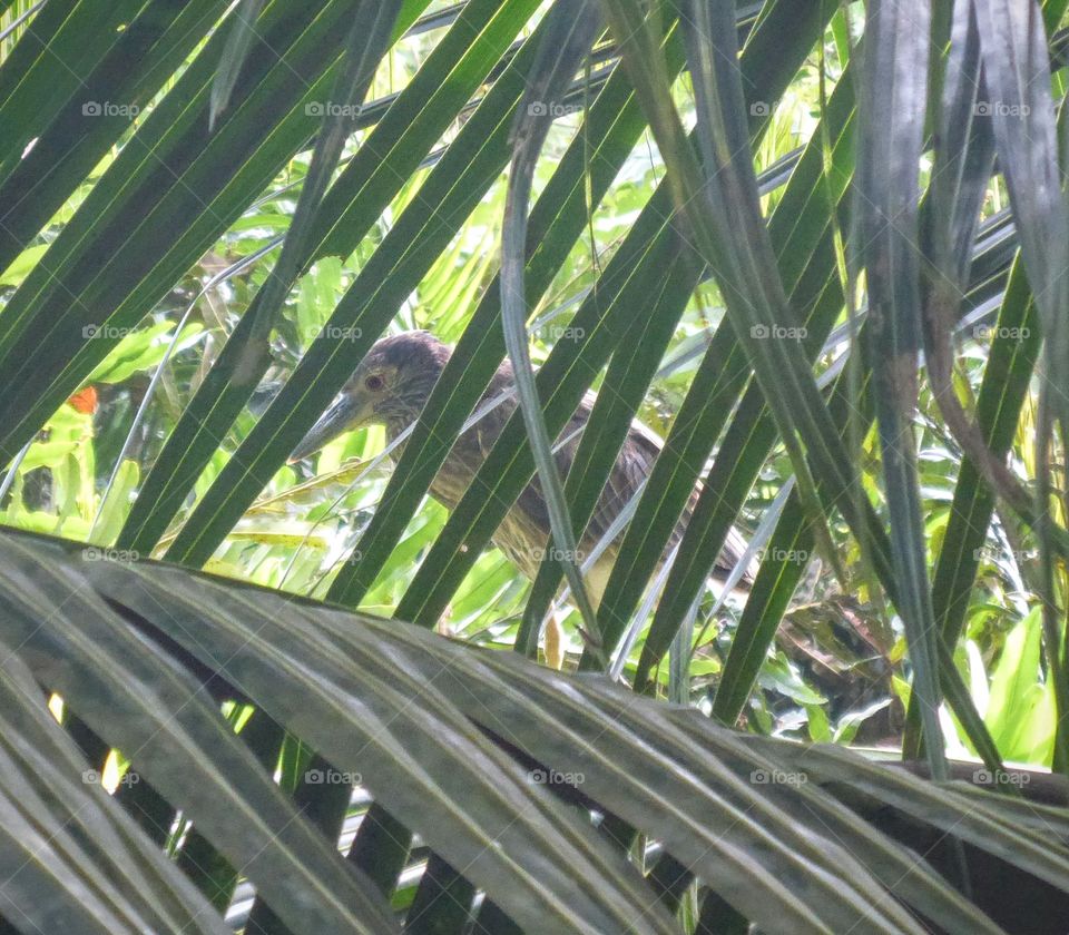 Boat-billed heron, Cahuita NP