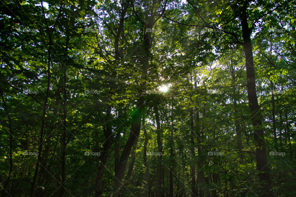 sun rays in the forest