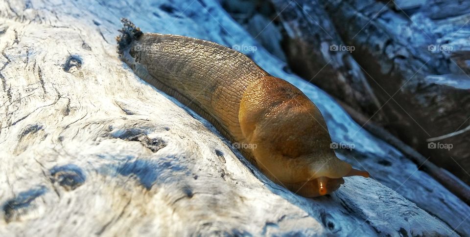 Banana slug at the beach