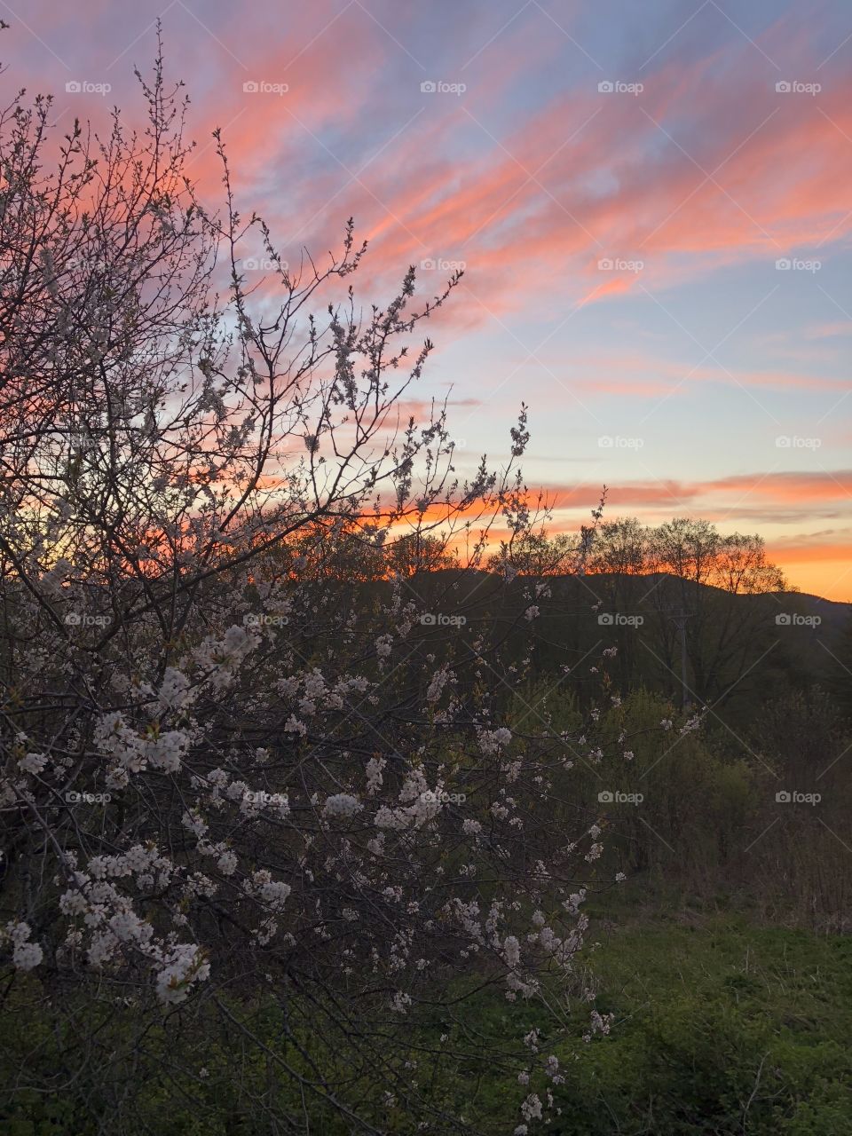 Colorful sunset & blossoming plum tree