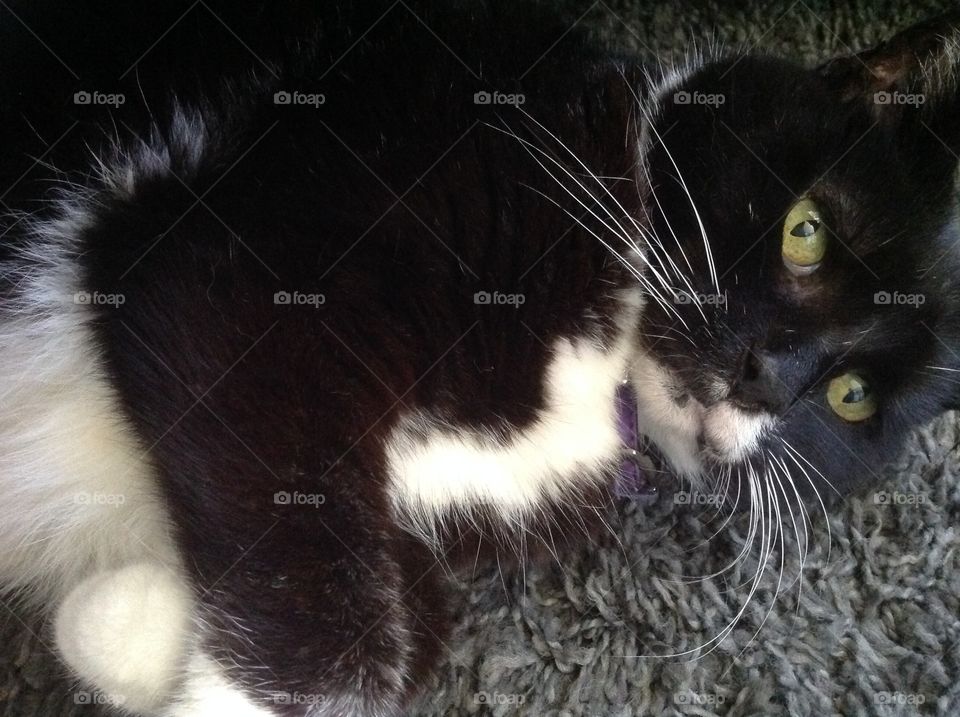 My beautiful tuxedo black and white pet cat.