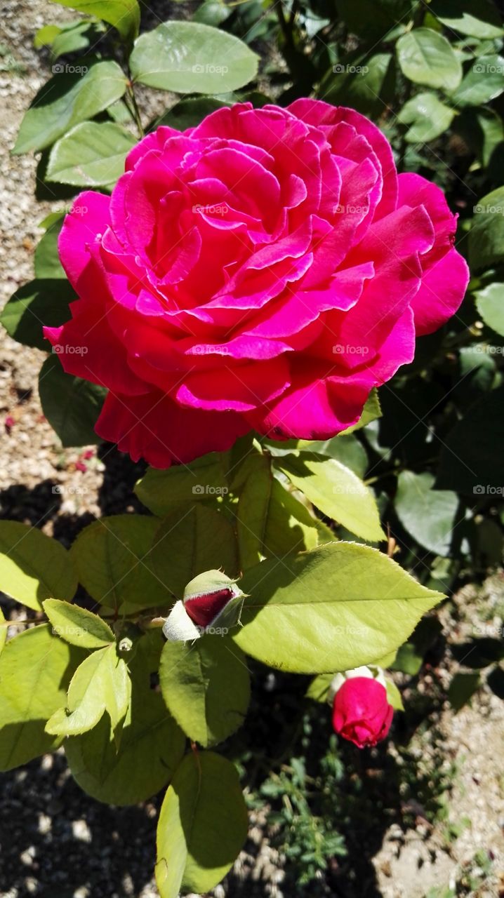 a beutiful red rose