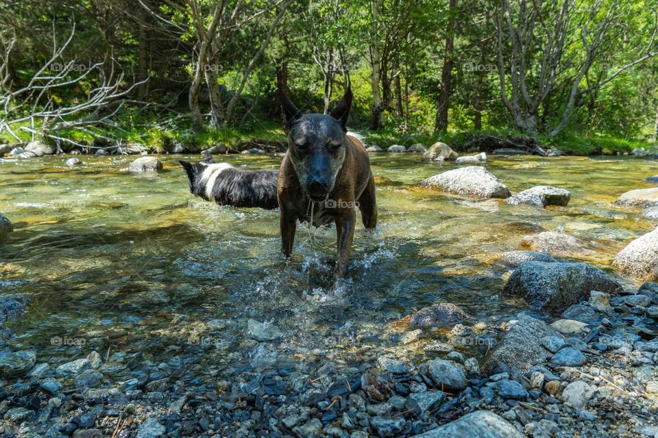 perro saliendo del agua