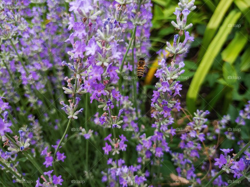 Lavender and a bee in flight.