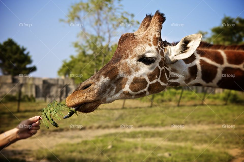 Giraffe eating out of hand