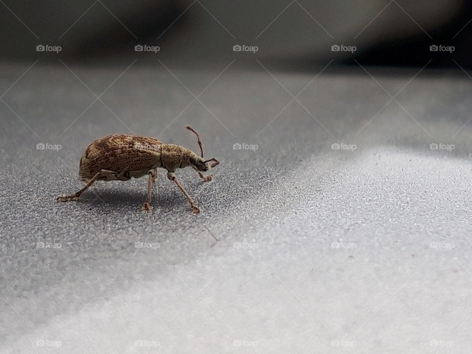 weevil