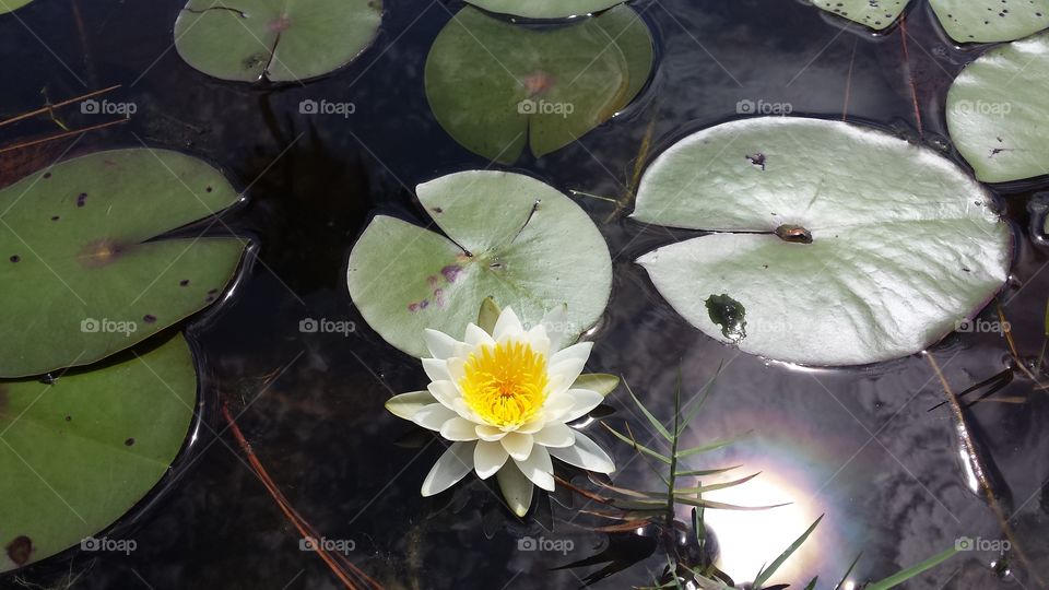 Water Lily with Lily Pads