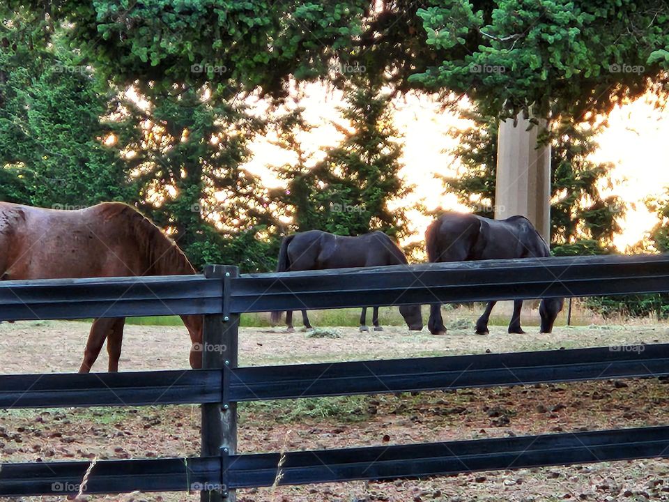 horses grazing by a fence as seen while driving on a Summer evening in Oregon countryside