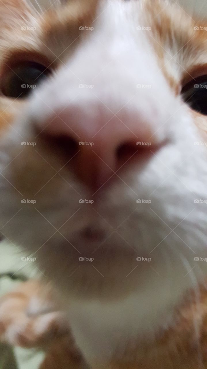 cat feline up close pet nose cute blurred
