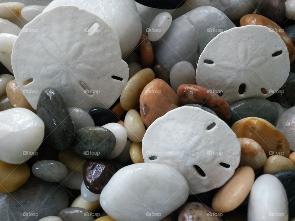 Sand dollars and stone