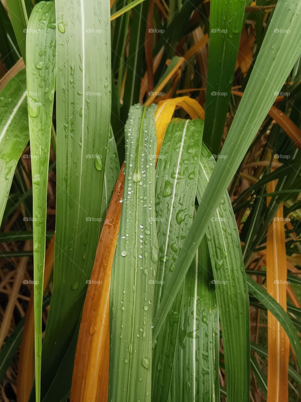 Raindrops on pampas gras