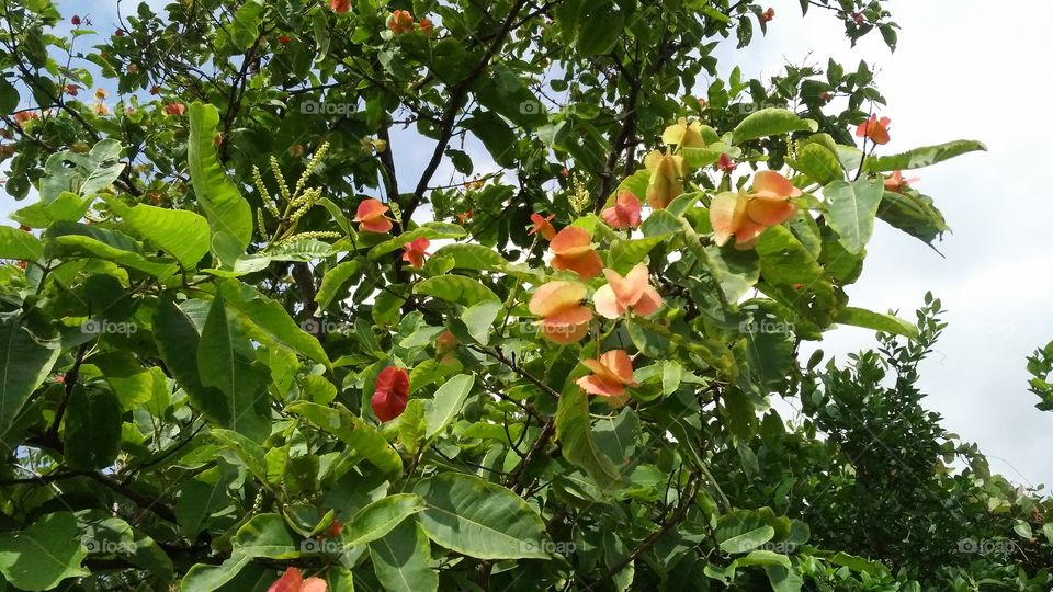 a beautiful flowers tree in the garden.