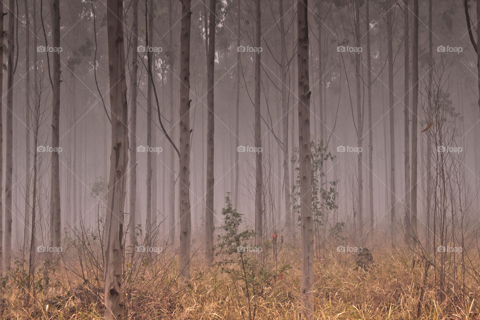 Pine trees on a misty morning