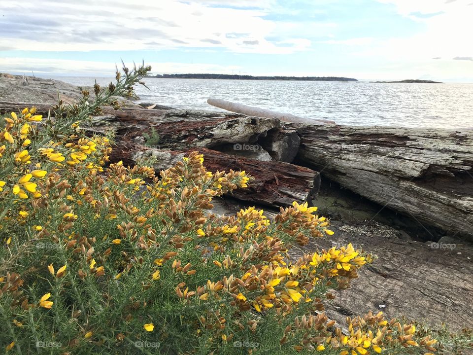 Yellow flowers 