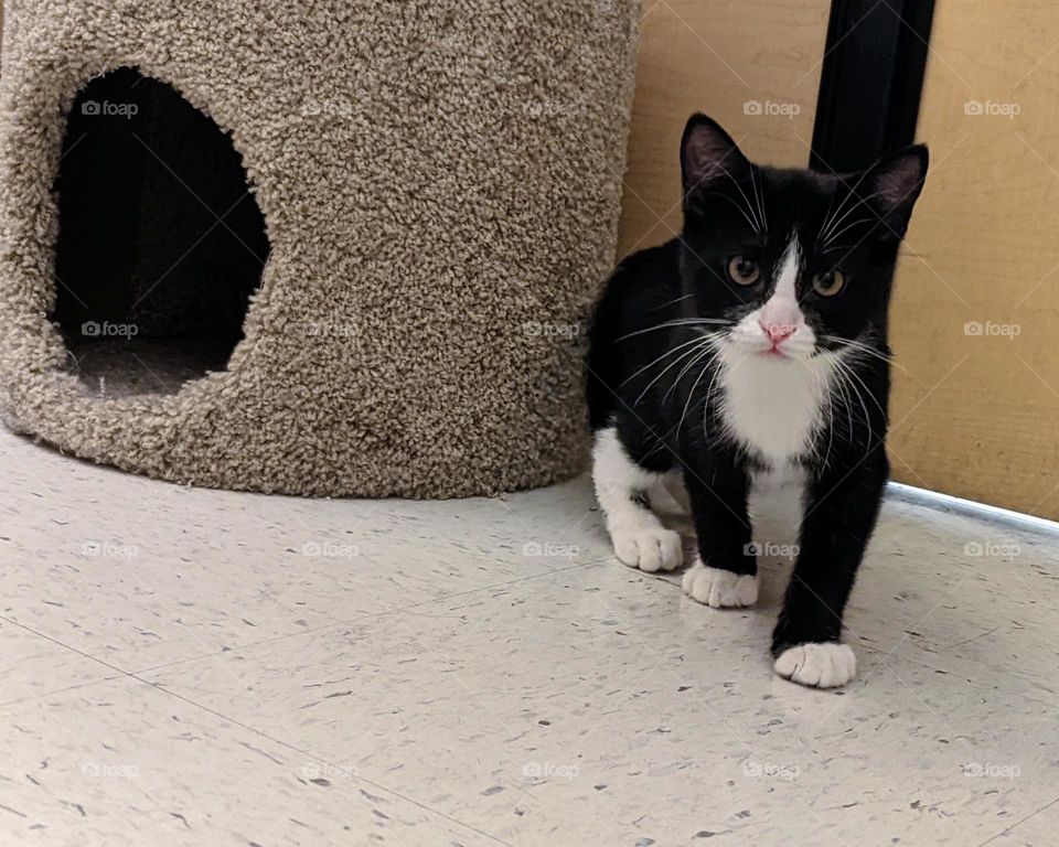 Every day is Caturday