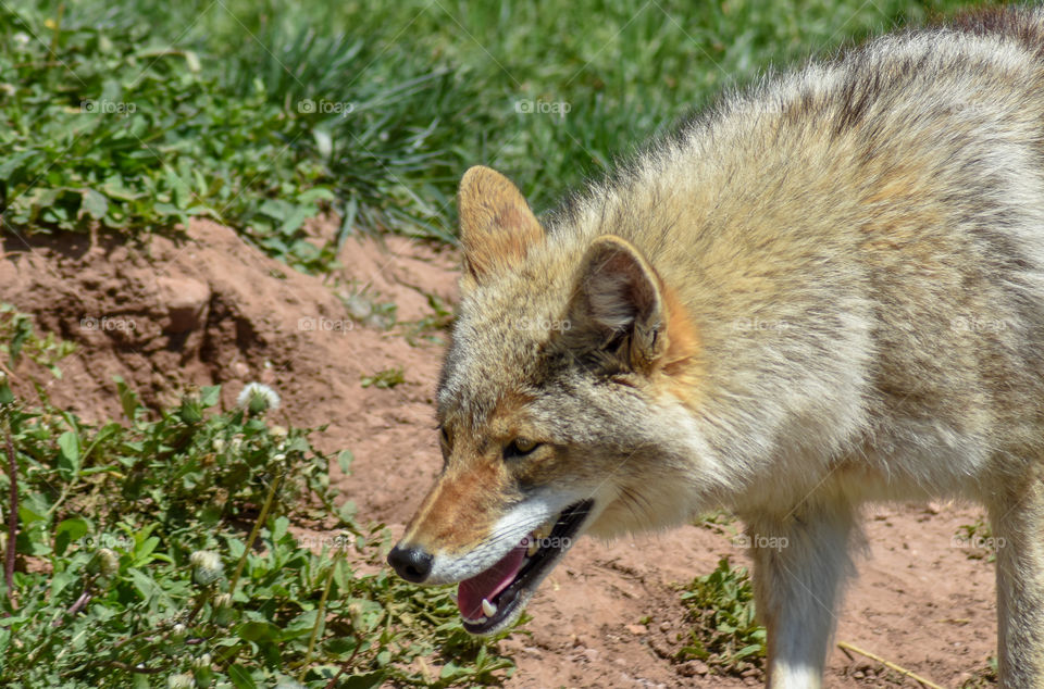 coyote out for a walk panting