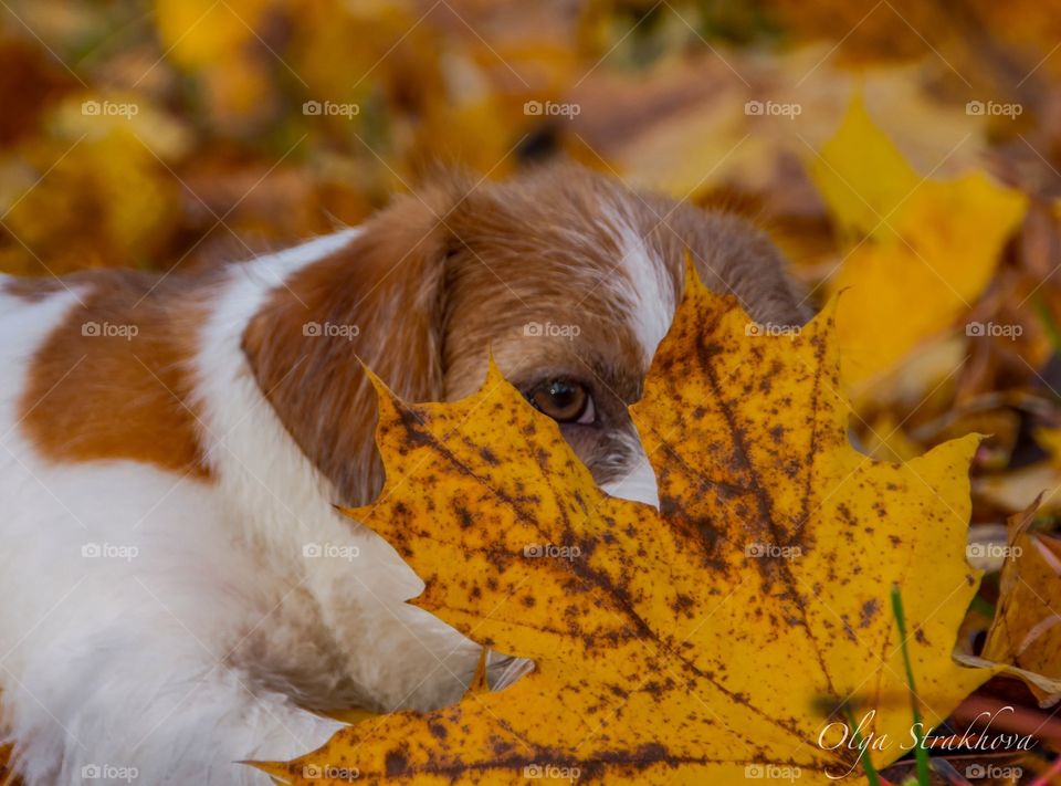 Funny cute puppy jack russell terrier looks out from behind the yellow maple leaf. Autumn background.