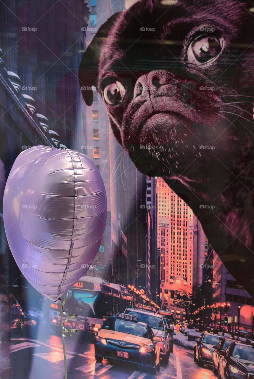 Shop window in all shades of purple.  A street with purple skyscrapers, purple cars.  Close-up of a huge purple head of a dog.  Next to the display case is a purple balloon in the shape of a heart.