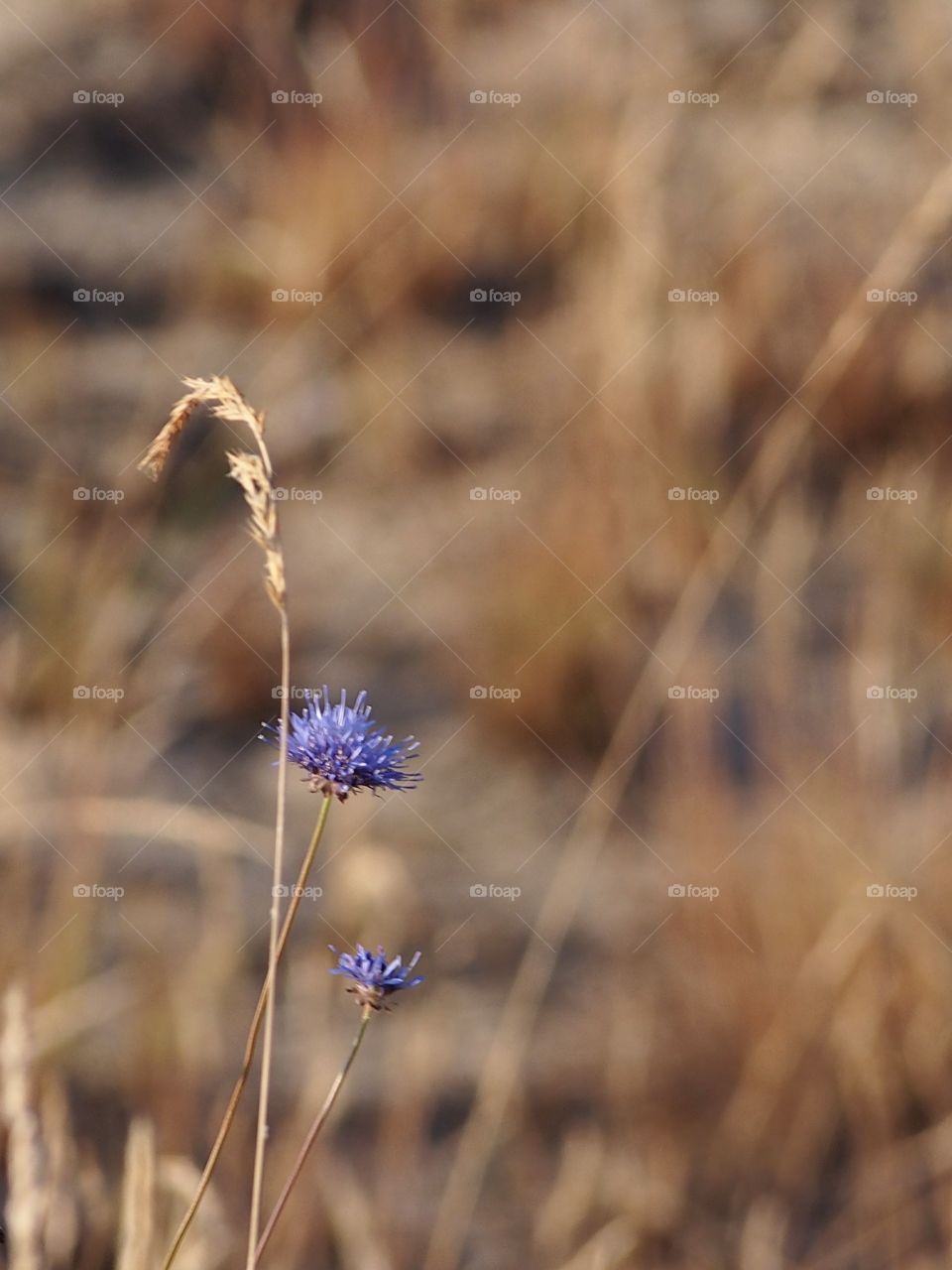In the dunes