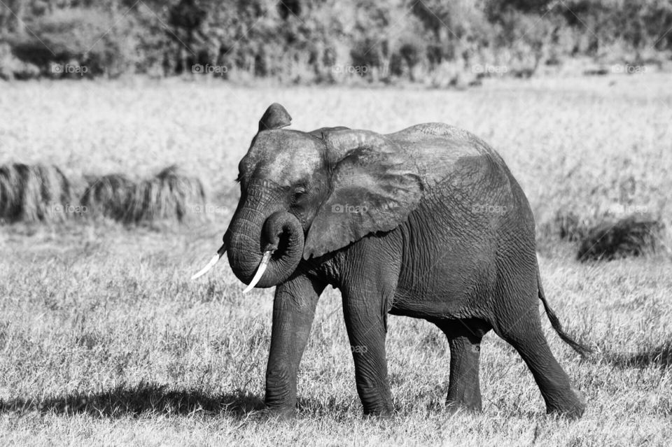Elephant in kruger national park