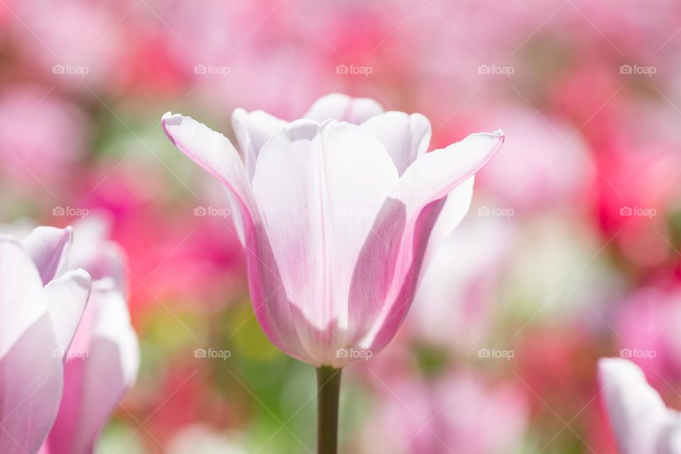 Closeup of beautiful pink white tulip in colorful garden 