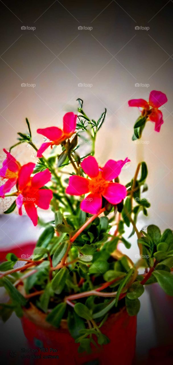 There is beauty in change, and these sunset quotes will remind you of the loveliness in endings that bring new beginnings.

Sunsets are not only beautiful, but they also have so much meaning. They signify endings, change, and transformation; they rem