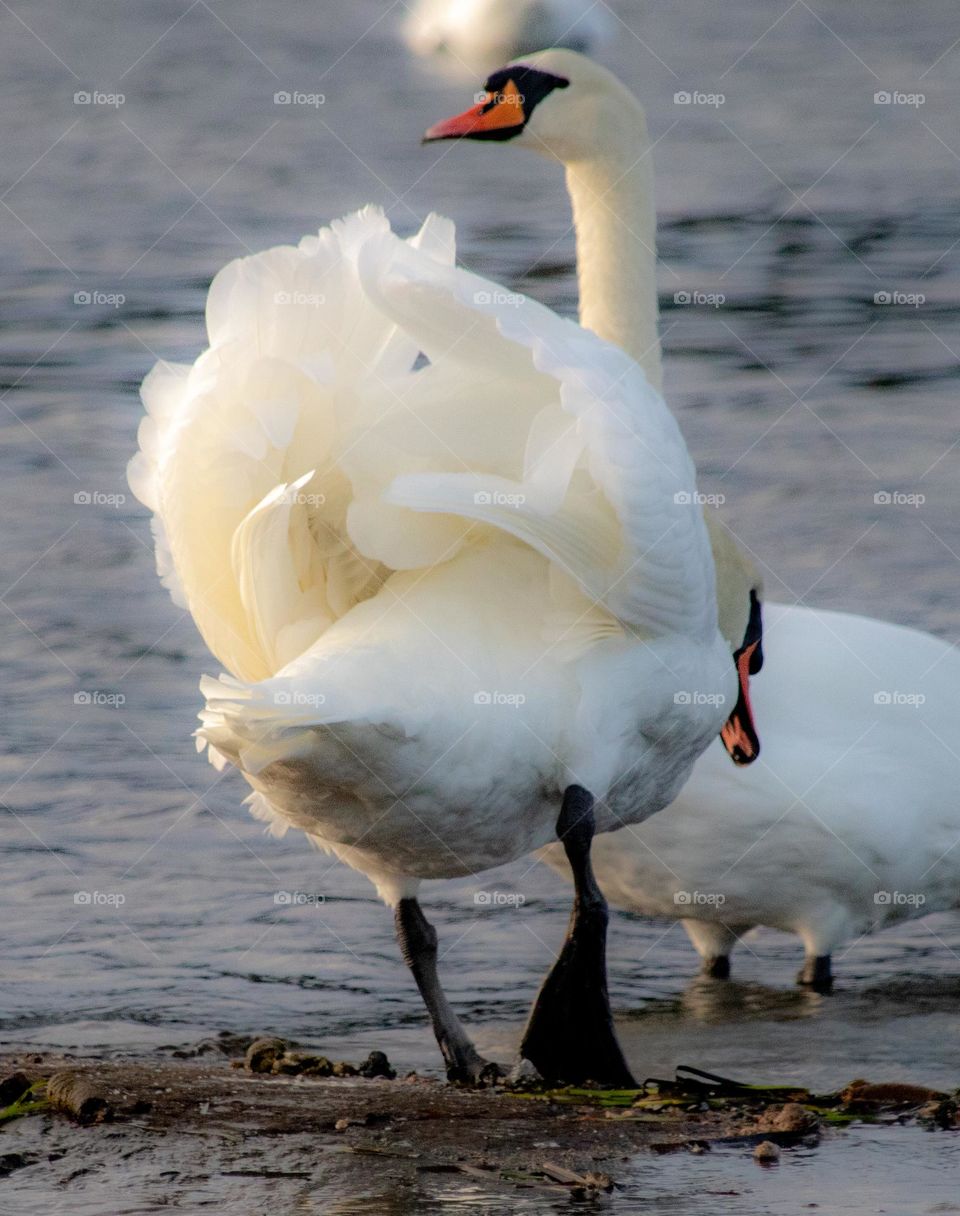 Two beautiful swans mixed into eachother.