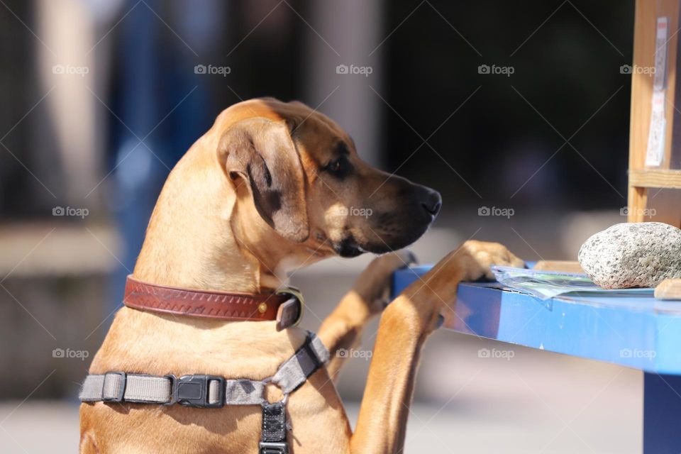 Dog reading 