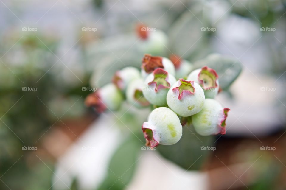 Close-up of blueberries