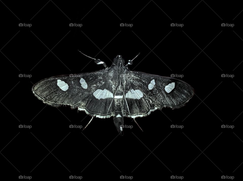 Greyscale Moth