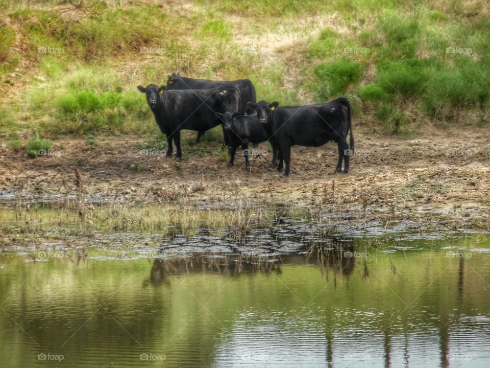 what are you looking at. This is a picture I took of some cows by a watering hole. 👣 🚶 🏃 🔥 💨