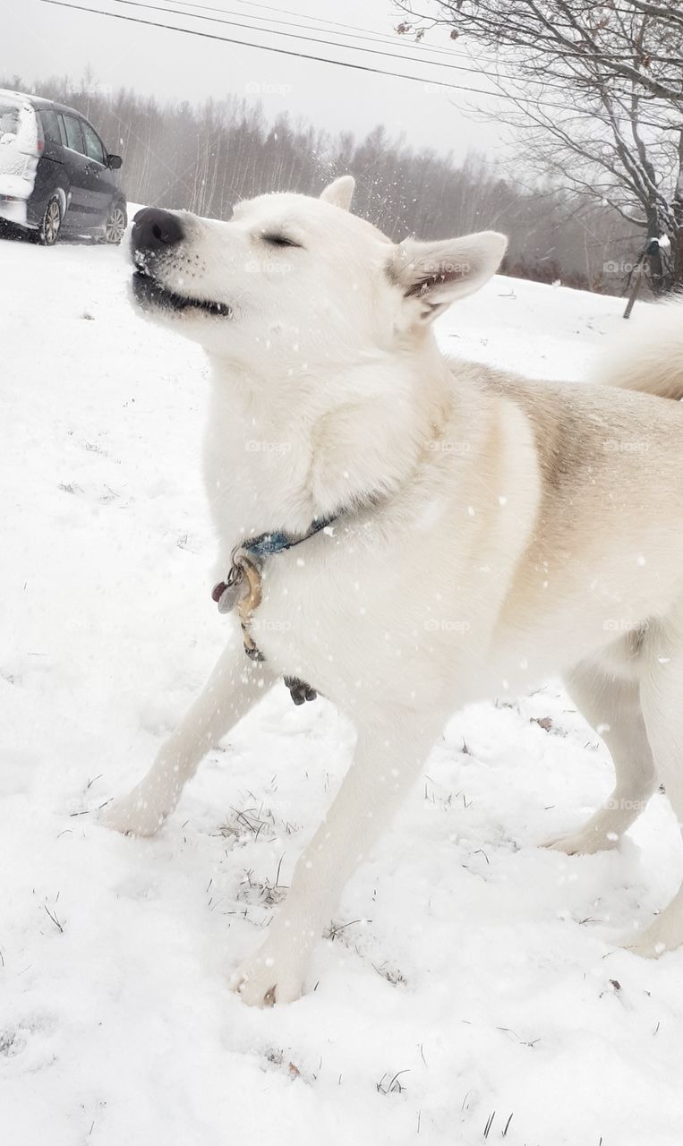 Snow = happy husky