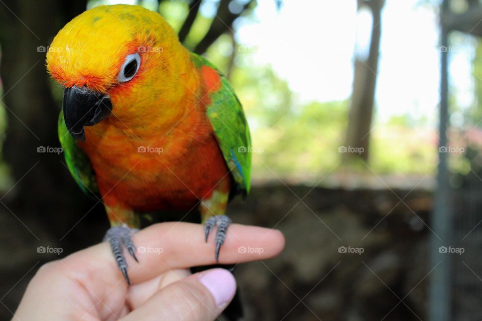 Coloful unusual pets, parrot