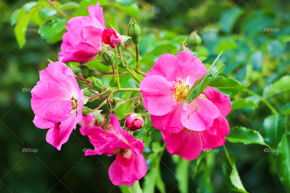Pink flowers with grasshopper