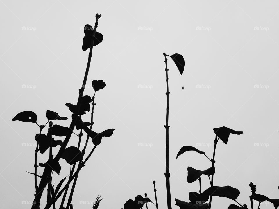 branches of bushes against the sky