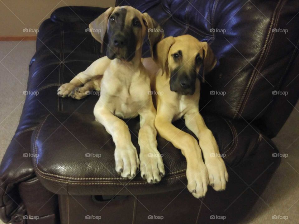 Great Dane Puppies