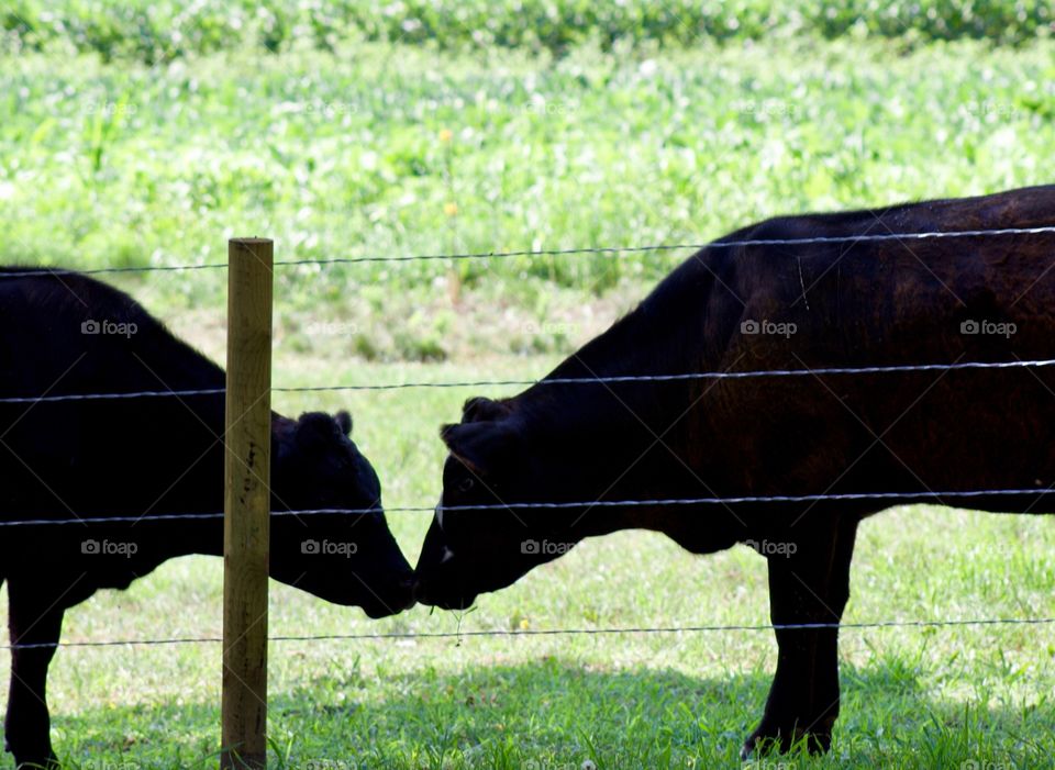 Silhouette of two steers, nose-to-nose, preparing to play-fight 