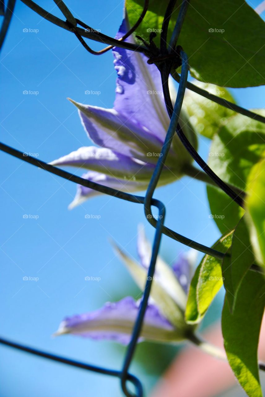 Light Lavender Colored Clematis 