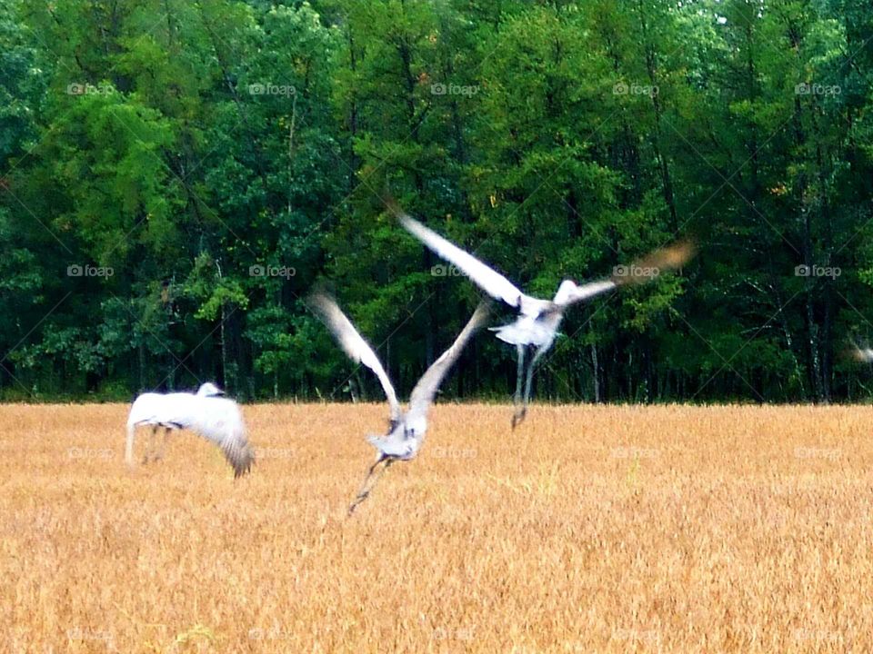 Sandhill cranes