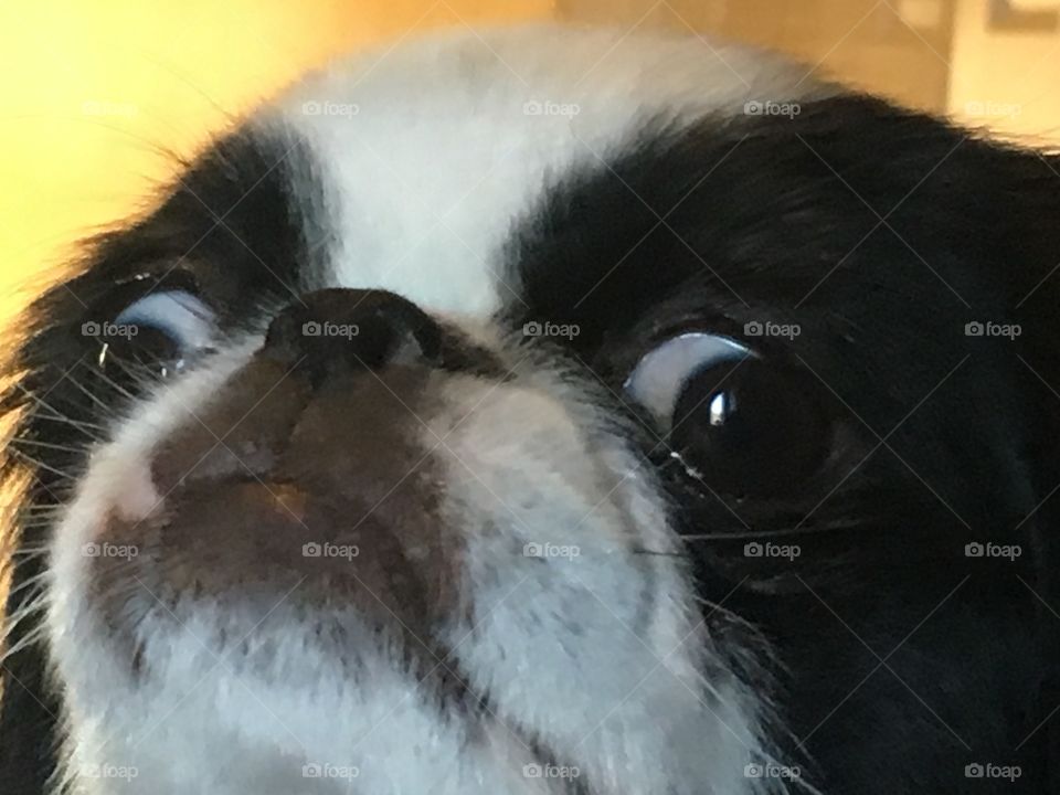 Goofy doggy face