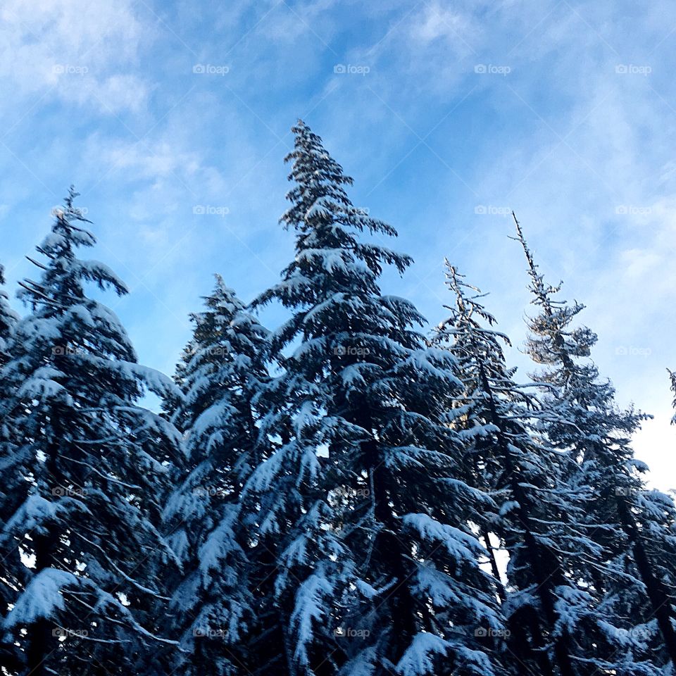 Forest in the winter 