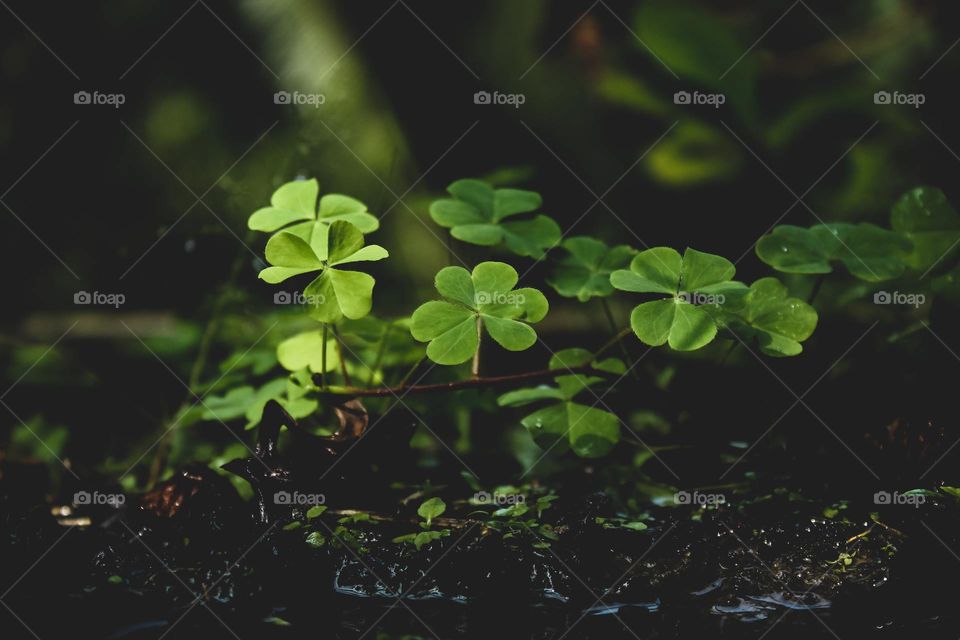  is a rare variation of the common three-leaf clover. According to traditional sayings, such clovers bring good luck, though it is not clear when or how this idea began.