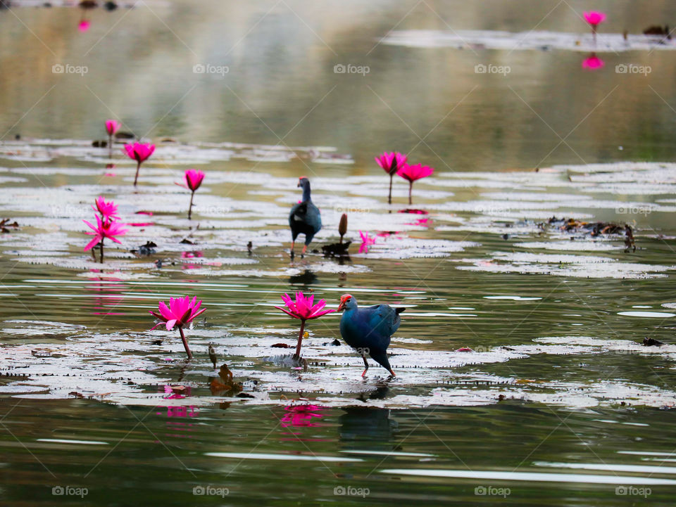 swamphen water lily