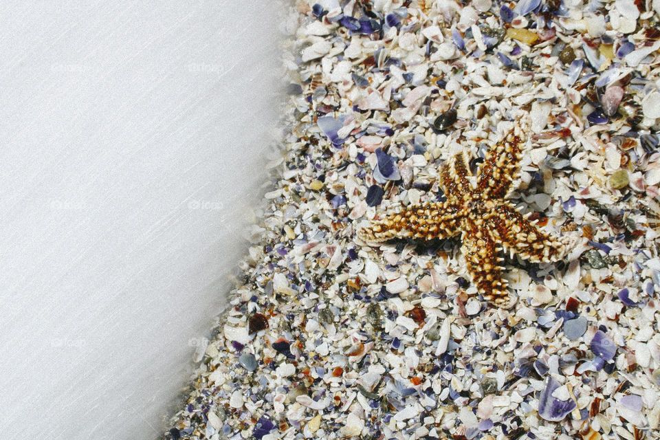 starfish on the beach