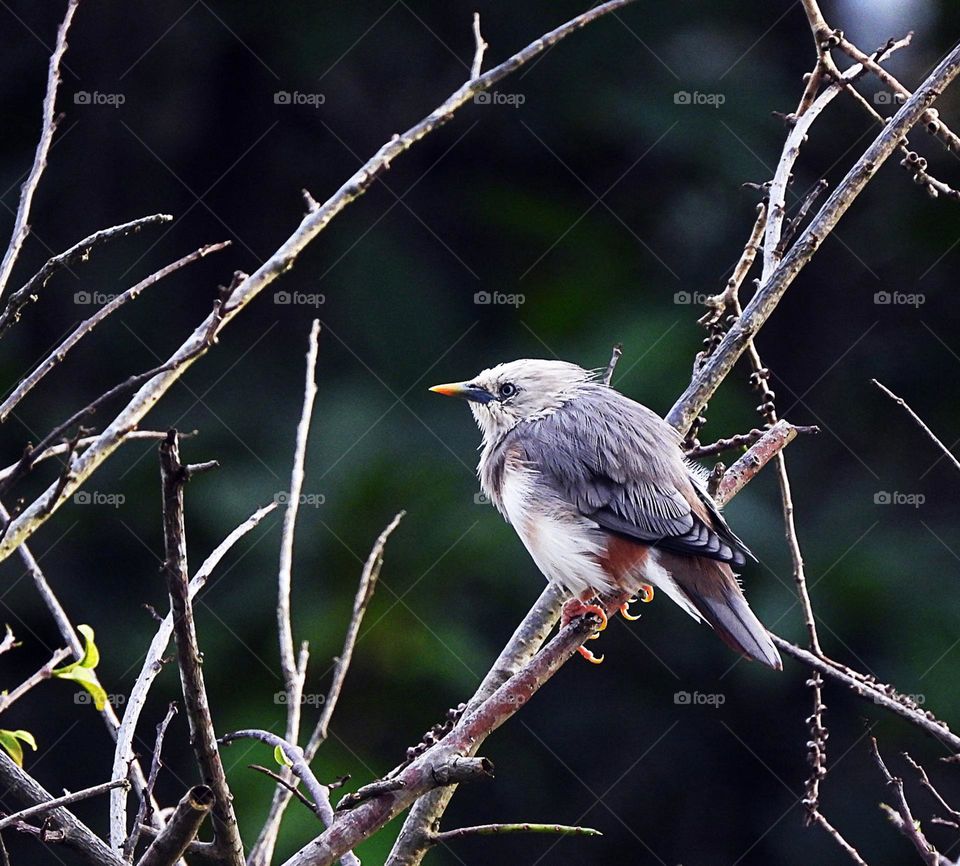 Vietnam wildlife  Pictures